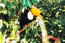 Toucan